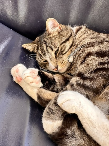 Kat Europese korthaar of huiskat