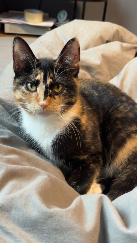 Kat Europese korthaar of huiskat