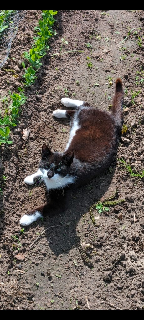 Kat Europese korthaar of huiskat