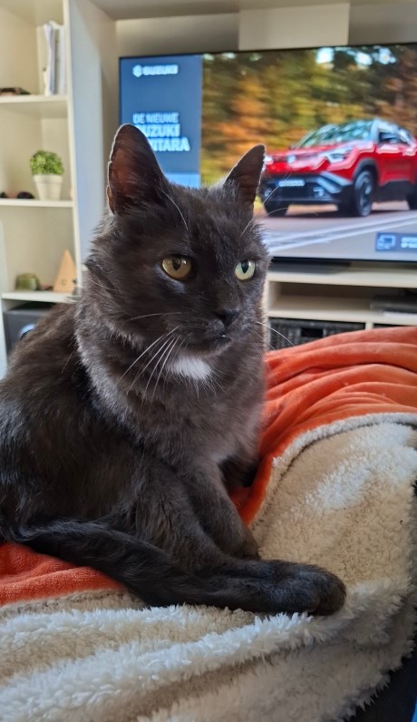 Kat Europese korthaar of huiskat