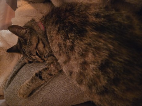 Kat Europese korthaar of huiskat