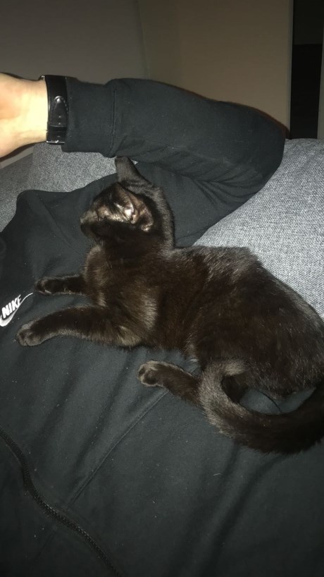 Kat Europese korthaar of huiskat