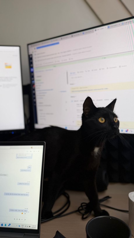 Kat Europese korthaar of huiskat