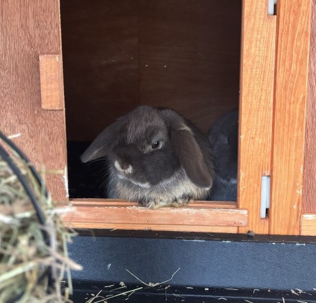 Knaagdier / Haasachtige Konijn