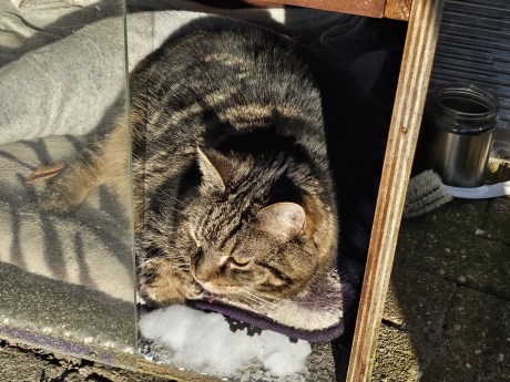 Kat Europese korthaar of huiskat