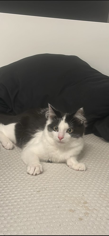 Kat Europese korthaar of huiskat