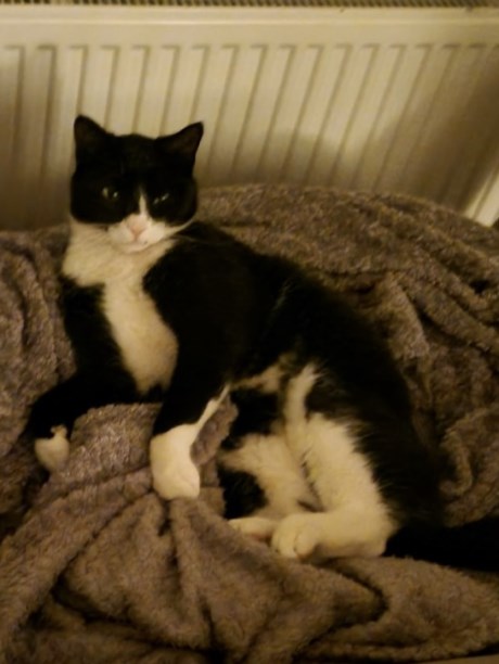 Kat Europese korthaar of huiskat