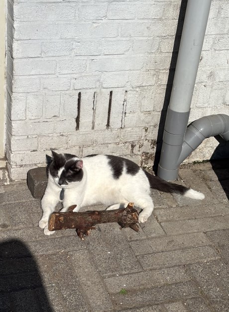 Kat Europese korthaar of huiskat