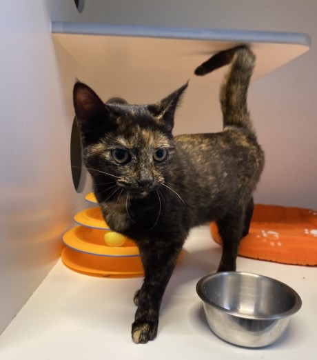 Kat Europese korthaar of huiskat