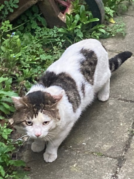 Kat Europese korthaar of huiskat