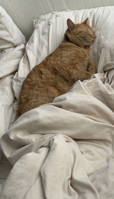 Kat Europese korthaar of huiskat