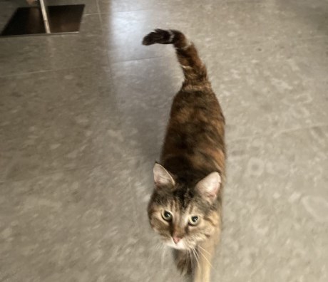 Kat Europese korthaar of huiskat