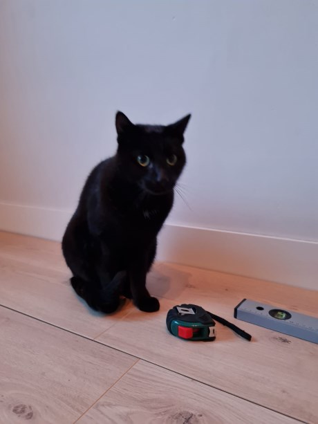 Kat Europese korthaar of huiskat