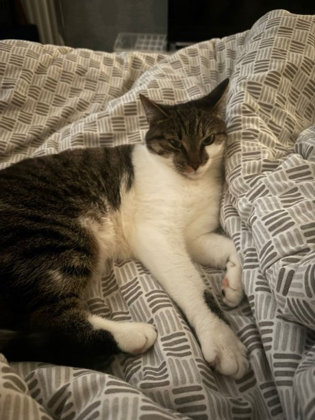 Kat Europese korthaar of huiskat