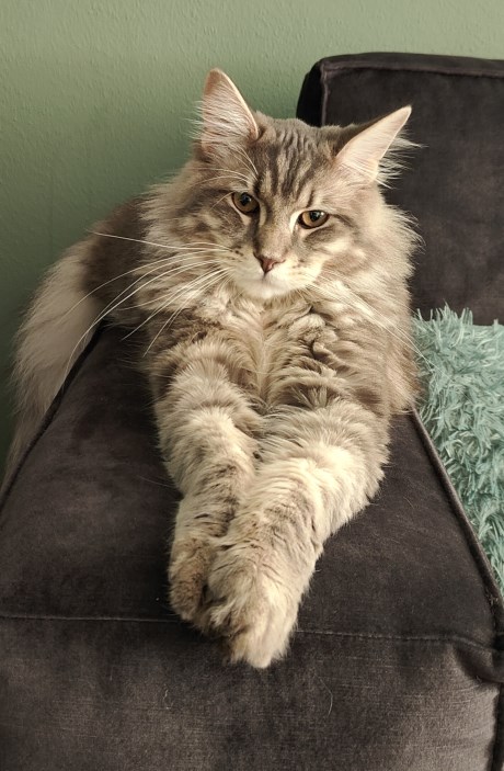 Kat Maine Coon