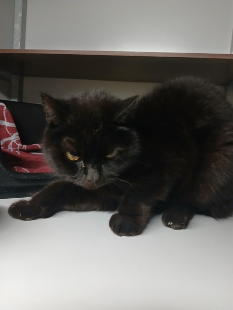 Kat Europese korthaar of huiskat