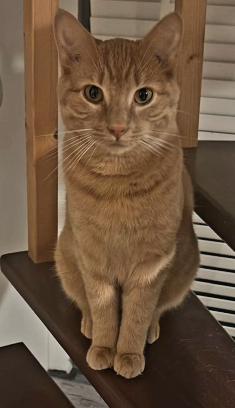 Kat Europese korthaar of huiskat