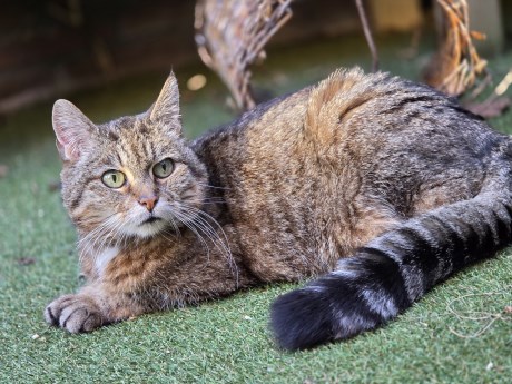 Kat Europese korthaar of huiskat