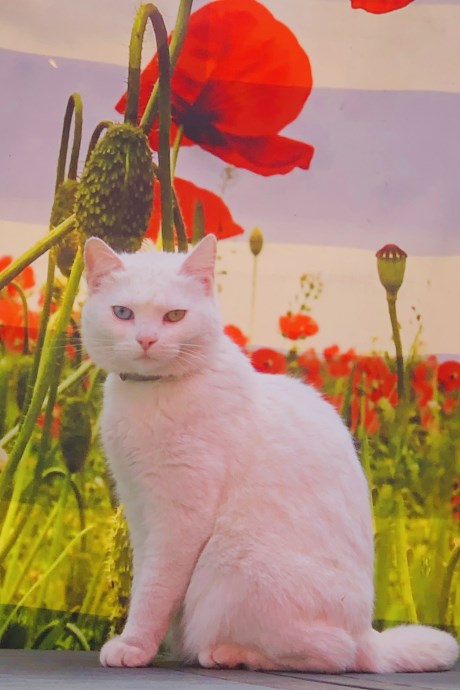 Kat Europese korthaar of huiskat