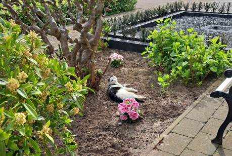 Kat Europese korthaar of huiskat