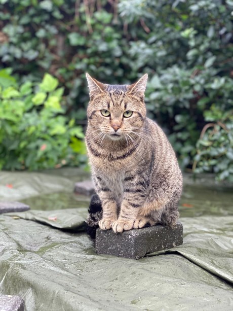 Kat Europese korthaar of huiskat