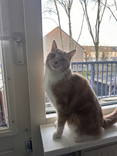 Kat Europese korthaar of huiskat