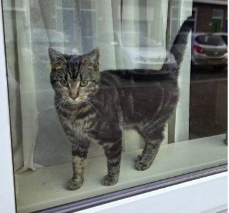 Kat Europese korthaar of huiskat