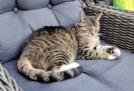 Kat Europese korthaar of huiskat