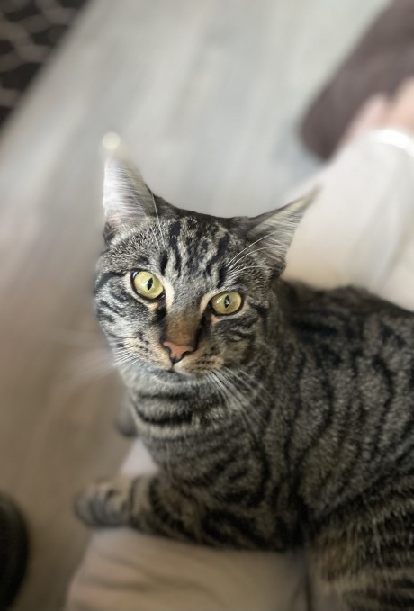 Kat Europese korthaar of huiskat