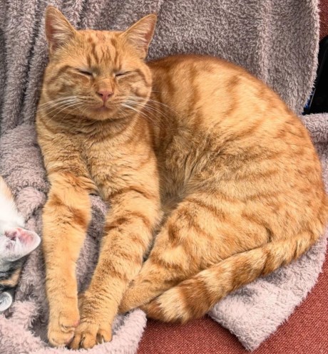 Kat Europese korthaar of huiskat