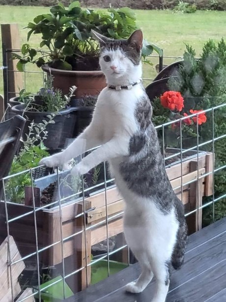 Kat Europese korthaar of huiskat