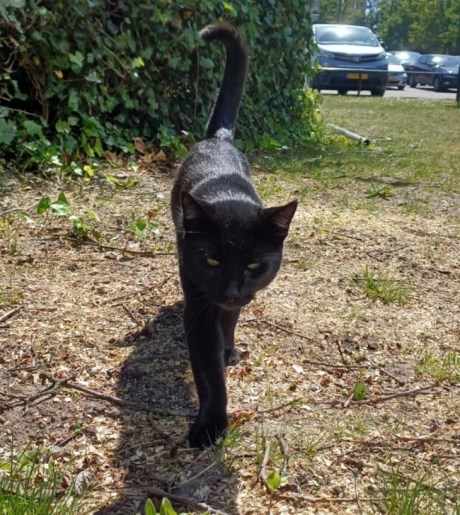 Kat Europese korthaar of huiskat