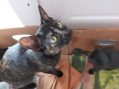 Kat Europese korthaar of huiskat