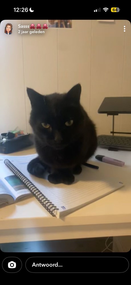 Kat Europese korthaar of huiskat