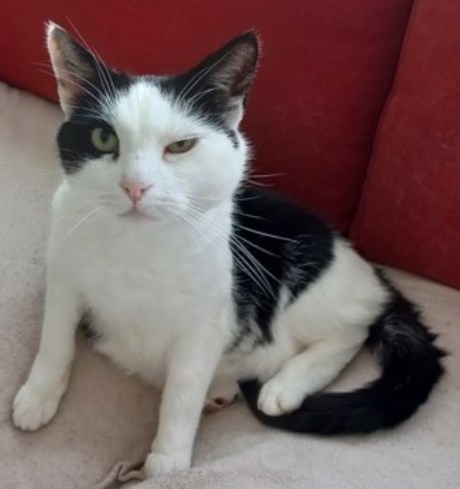 Kat Europese korthaar of huiskat