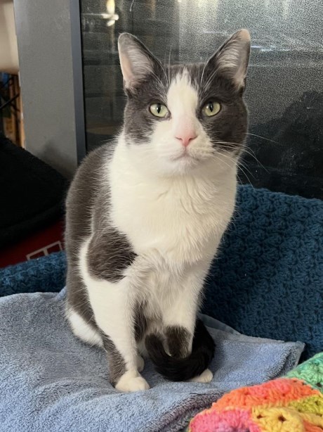 Kat Europese korthaar of huiskat