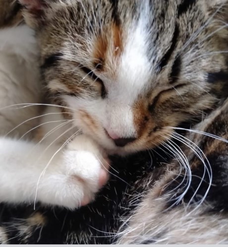 Kat Europese korthaar of huiskat