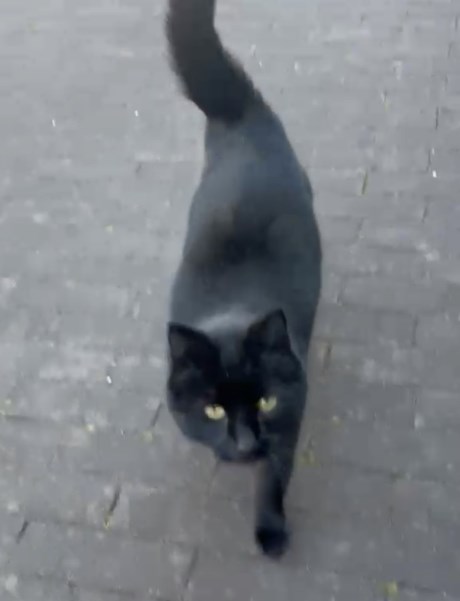 Kat Europese korthaar of huiskat