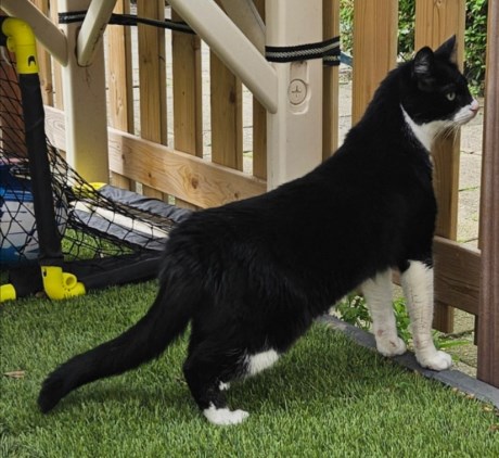 Kat Europese korthaar of huiskat