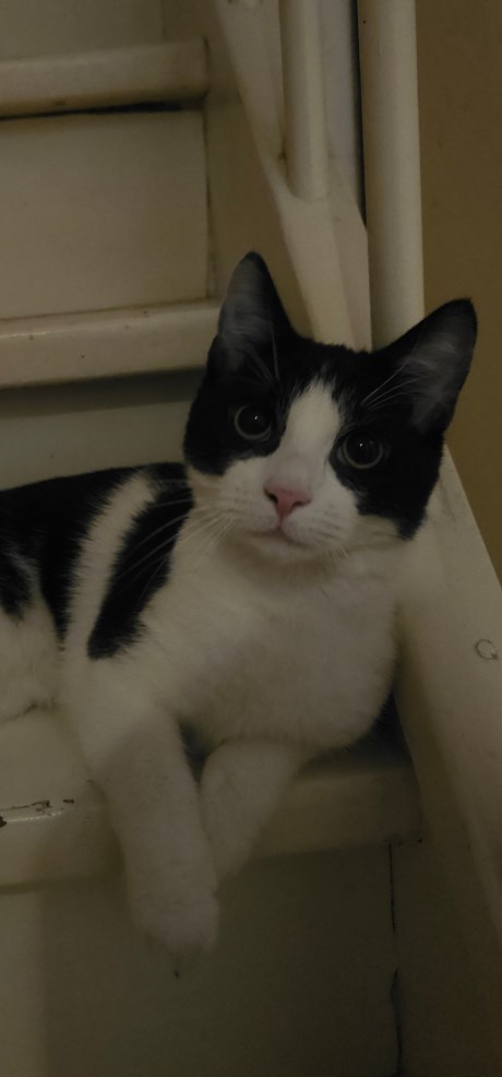 Kat Europese korthaar of huiskat