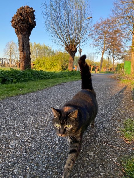 Kat Europese korthaar of huiskat