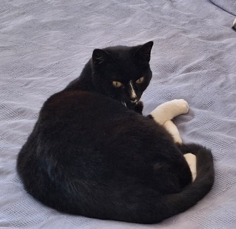 Kat Europese korthaar of huiskat