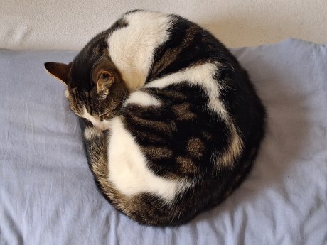 Kat Europese korthaar of huiskat