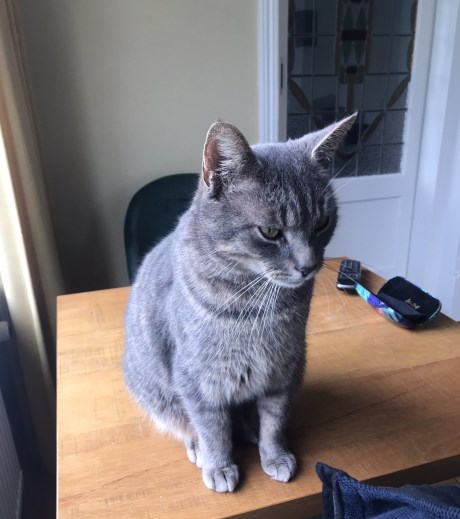 Kat Europese korthaar of huiskat