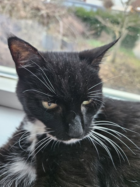 Kat Europese korthaar of huiskat