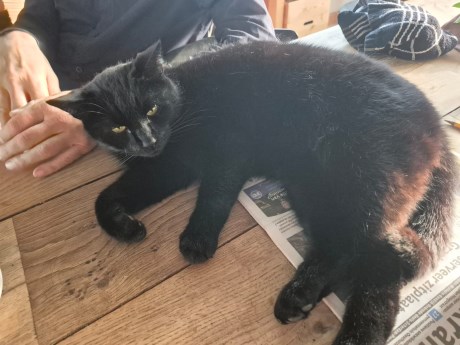 Kat Europese korthaar of huiskat