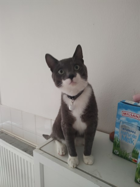 Kat Europese korthaar of huiskat