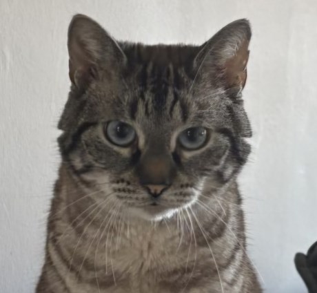 Kat Europese korthaar of huiskat