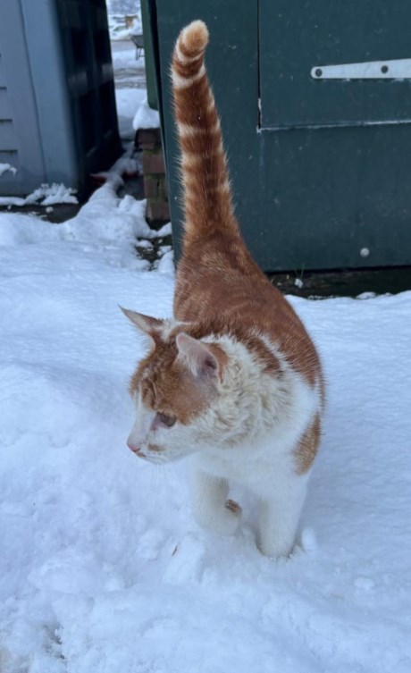 Kat Europese korthaar of huiskat