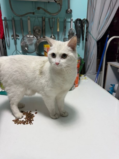 Kat Europese korthaar of huiskat